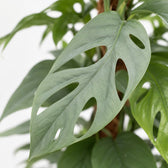 Epipremnum Pinnatum Cebu Blue (60cm, Ø17cm), Nahaufnahme Blatt