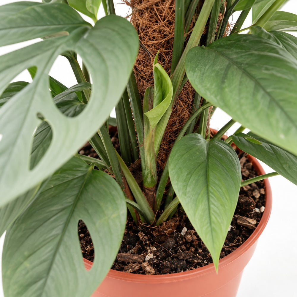 Epipremnum Pinnatum Cebu Blue (60cm, Ø17cm), Nahaufnahme Wuchs und Triebansatz