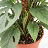 Epipremnum Pinnatum Cebu Blue (60cm, Ø17cm), Nahaufnahme Wuchs und Triebansatz