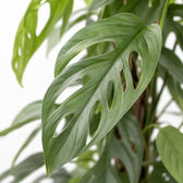 Epipremnum Pinnatum Cebu Blue, Nahaufnahme Blatt