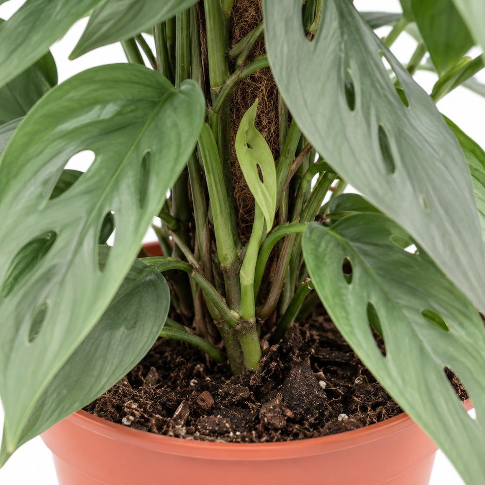 Epipremnum Pinnatum Cebu Blue, Nahaufnahme Wuchs und Triebansatz