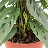 Epipremnum Pinnatum Cebu Blue, Nahaufnahme Wuchs und Triebansatz