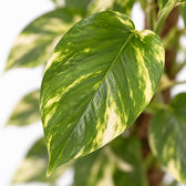 Epipremnum Pinnatum, Nahaufnahme Blatt