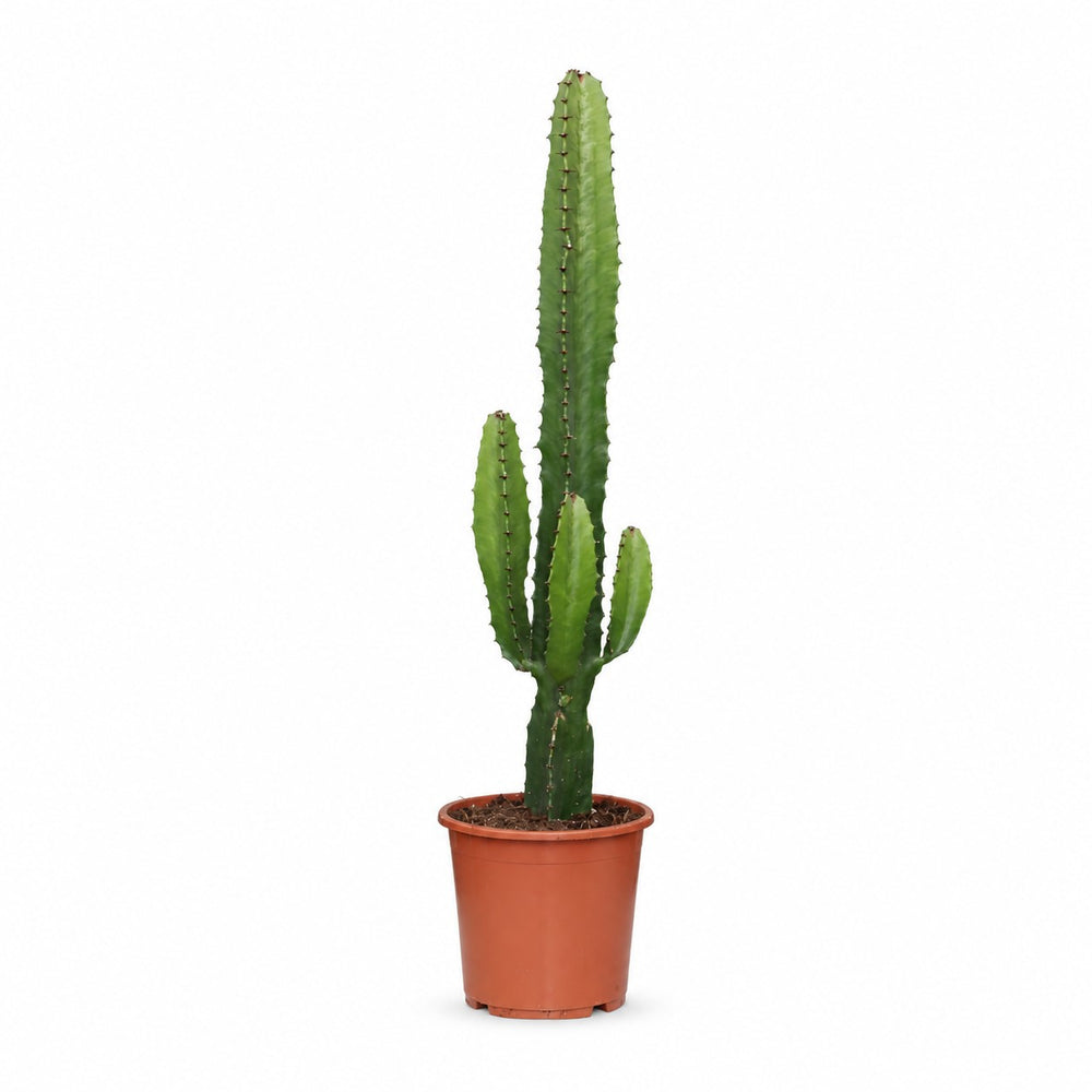 Euphorbia Acrurensis (50cm, Ø17cm) im Kulturtopf