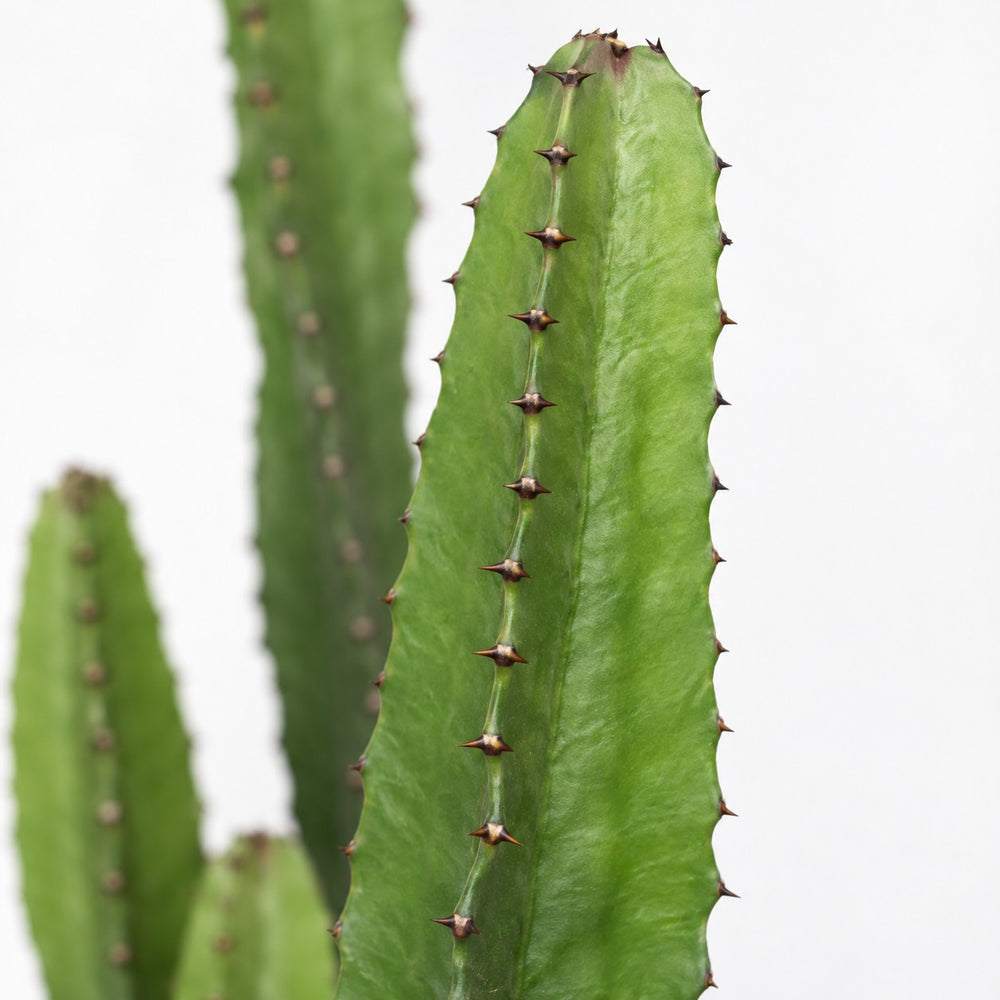 Euphorbia Acrurensis (50cm, Ø17cm), Nahaufnahme Blatt