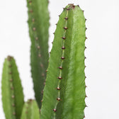 Euphorbia Acrurensis (50cm, Ø17cm), Nahaufnahme Blatt