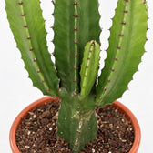 Euphorbia Acrurensis (50cm, Ø17cm), Nahaufnahme Wuchs und Triebansatz