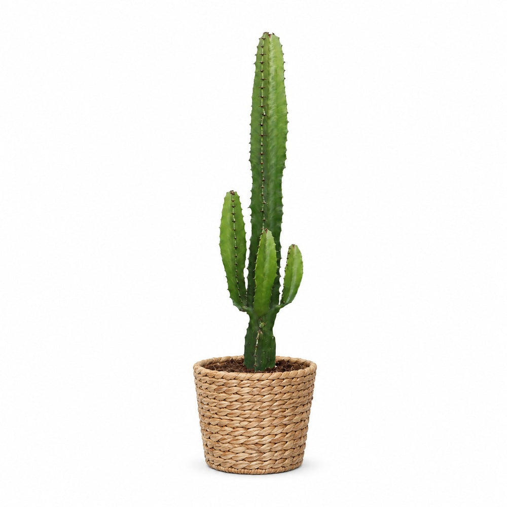 Euphorbia Acrurensis (50cm, Ø17cm), Stylingbeispiel im Übertopf (Übertopf nicht enthalten)