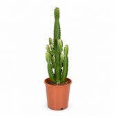 Euphorbia Acrurensis (60cm, Ø24cm) im Kulturtopf