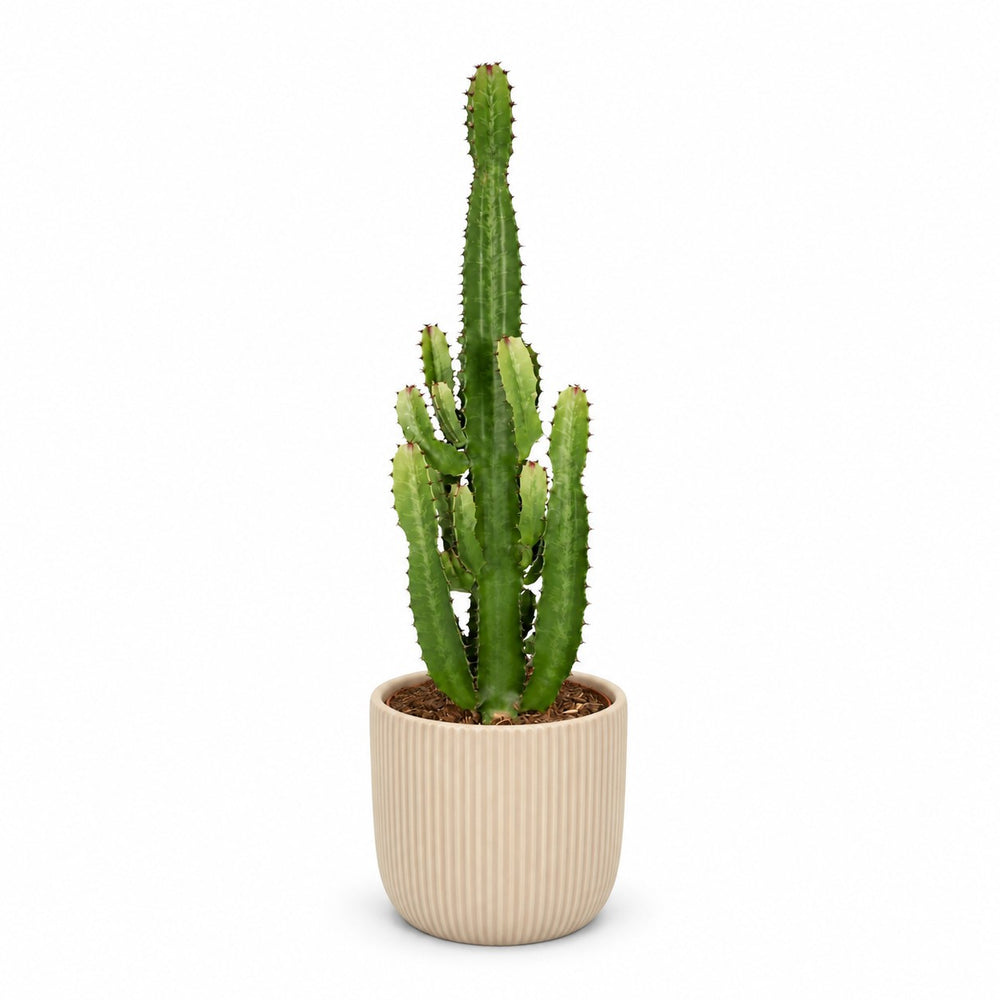 Euphorbia Acrurensis (60cm, Ø24cm), Stylingbeispiel im Übertopf (Übertopf nicht enthalten)