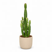 Euphorbia Acrurensis (60cm, Ø24cm), Stylingbeispiel im Übertopf (Übertopf nicht enthalten)