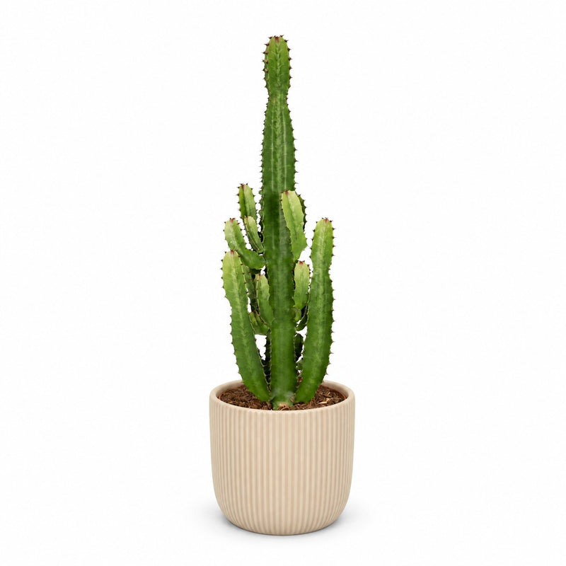 Euphorbia Acrurensis Detail