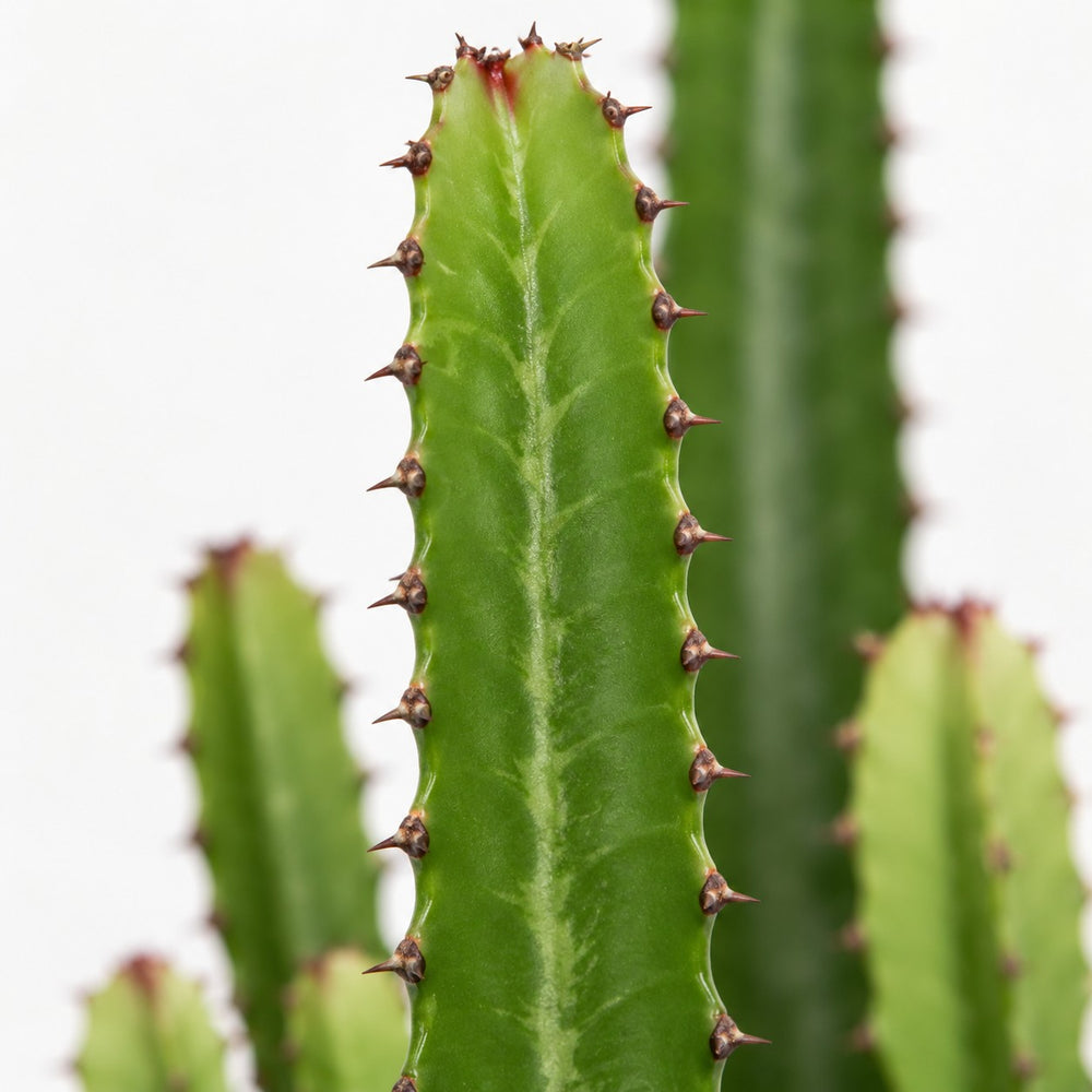 Euphorbia Acrurensis, Nahaufnahme Blatt
