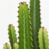 Euphorbia Acrurensis, Nahaufnahme Blatt