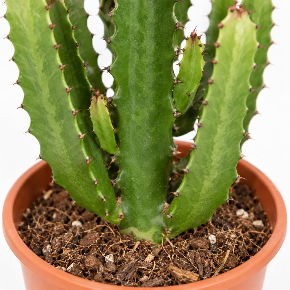Euphorbia Acrurensis, Nahaufnahme Wuchs und Triebansatz