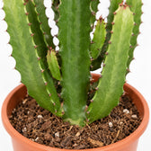 Euphorbia Acrurensis, Nahaufnahme Wuchs und Triebansatz