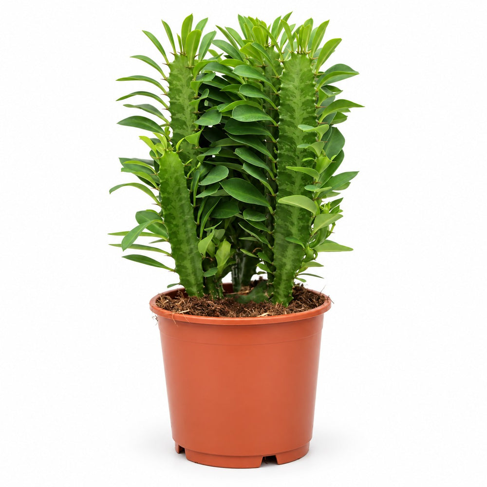 Euphorbia Trigona (40cm, Ø12cm) im Kulturtopf