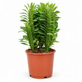 Euphorbia Trigona (40cm, Ø12cm) im Kulturtopf