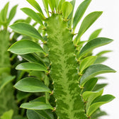 Euphorbia Trigona (40cm, Ø12cm), Nahaufnahme Blatt