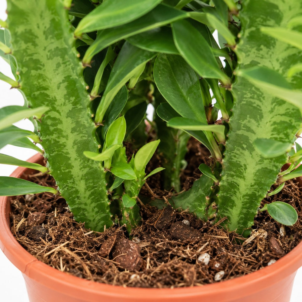 Euphorbia Trigona (40cm, Ø12cm), Nahaufnahme Wuchs und Triebansatz