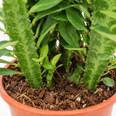 Euphorbia Trigona (40cm, Ø12cm), Nahaufnahme Wuchs und Triebansatz