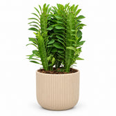 Euphorbia Trigona (40cm, Ø12cm), Stylingbeispiel im Übertopf (Übertopf nicht enthalten)