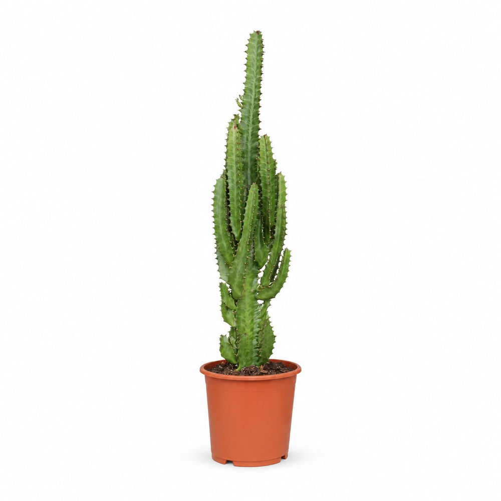 Euphorbia Trigona (70cm, Ø17cm) im Kulturtopf