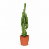 Euphorbia Trigona (70cm, Ø17cm) im Kulturtopf