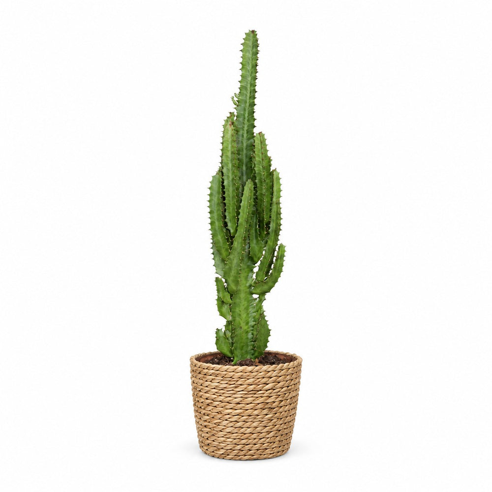 Euphorbia Trigona (70cm, Ø17cm), Stylingbeispiel im Übertopf (Übertopf nicht enthalten)