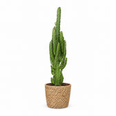 Euphorbia Trigona (70cm, Ø17cm), Stylingbeispiel im Übertopf (Übertopf nicht enthalten)