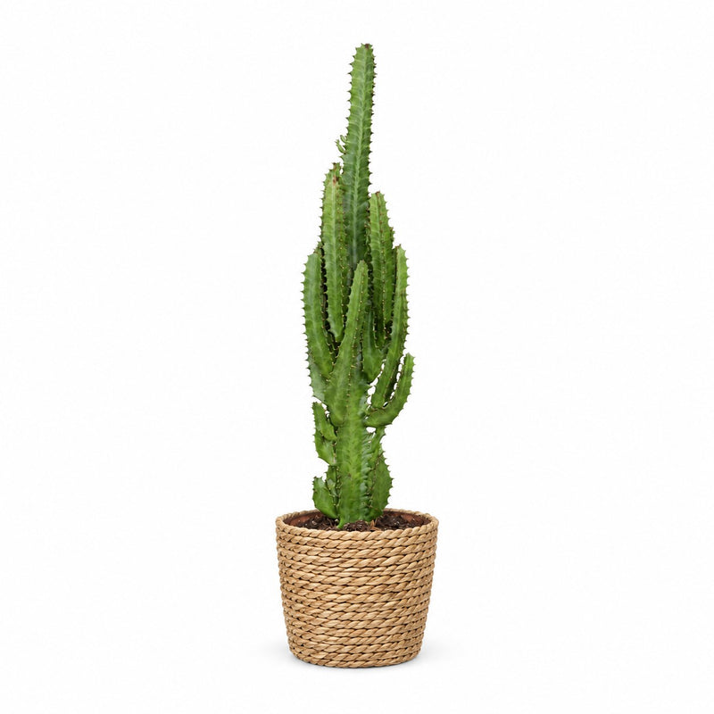 Euphorbia Trigona Detail