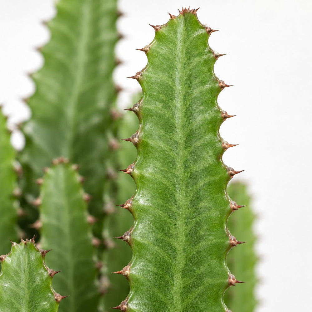 Euphorbia Trigona, Nahaufnahme Blatt