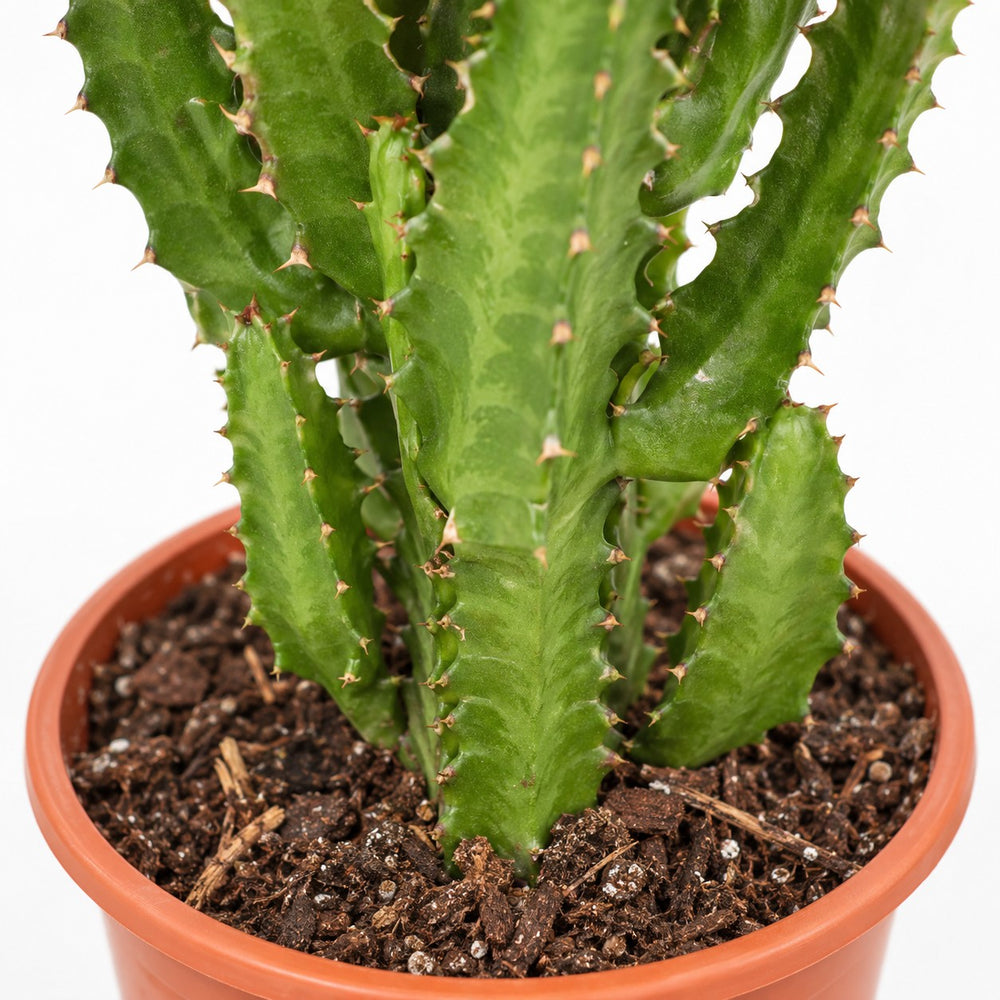 Euphorbia Trigona, Nahaufnahme Wuchs und Triebansatz