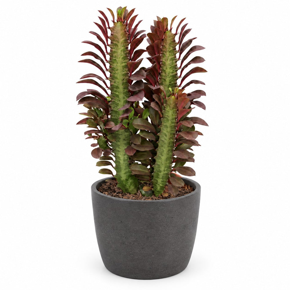 Euphorbia Trigona Rubra (40cm, Ø12cm), Stylingbeispiel im Übertopf (Übertopf nicht enthalten)