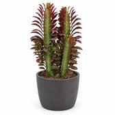 Euphorbia Trigona Rubra (40cm, Ø12cm), Stylingbeispiel im Übertopf (Übertopf nicht enthalten)
