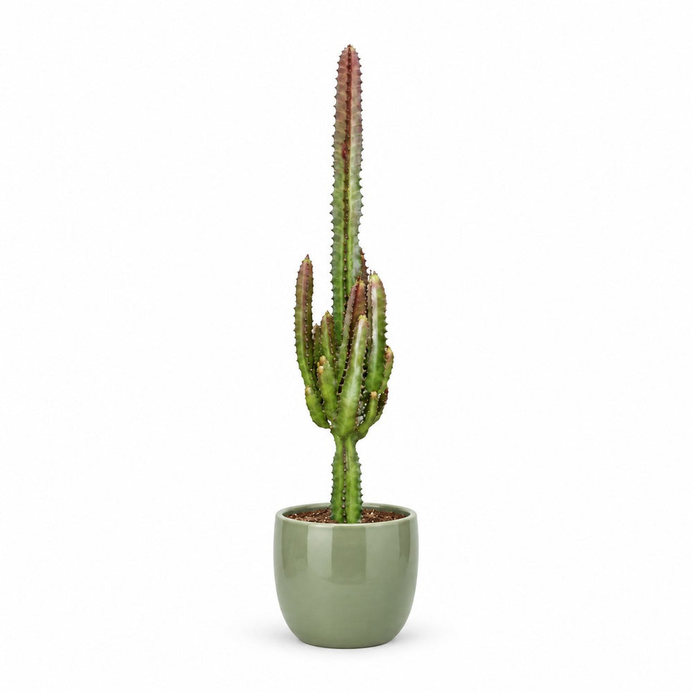 Euphorbia Trigona Rubra (70cm, Ø17cm), Stylingbeispiel im Übertopf (Übertopf nicht enthalten)