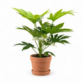 Fatsia Japonica Spider Web (50cm, Ø17cm), Stylingbeispiel im Übertopf (Übertopf nicht enthalten)