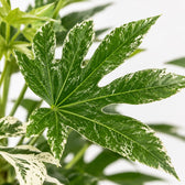 Fatsia Japonica Spider Web, Nahaufnahme Blatt