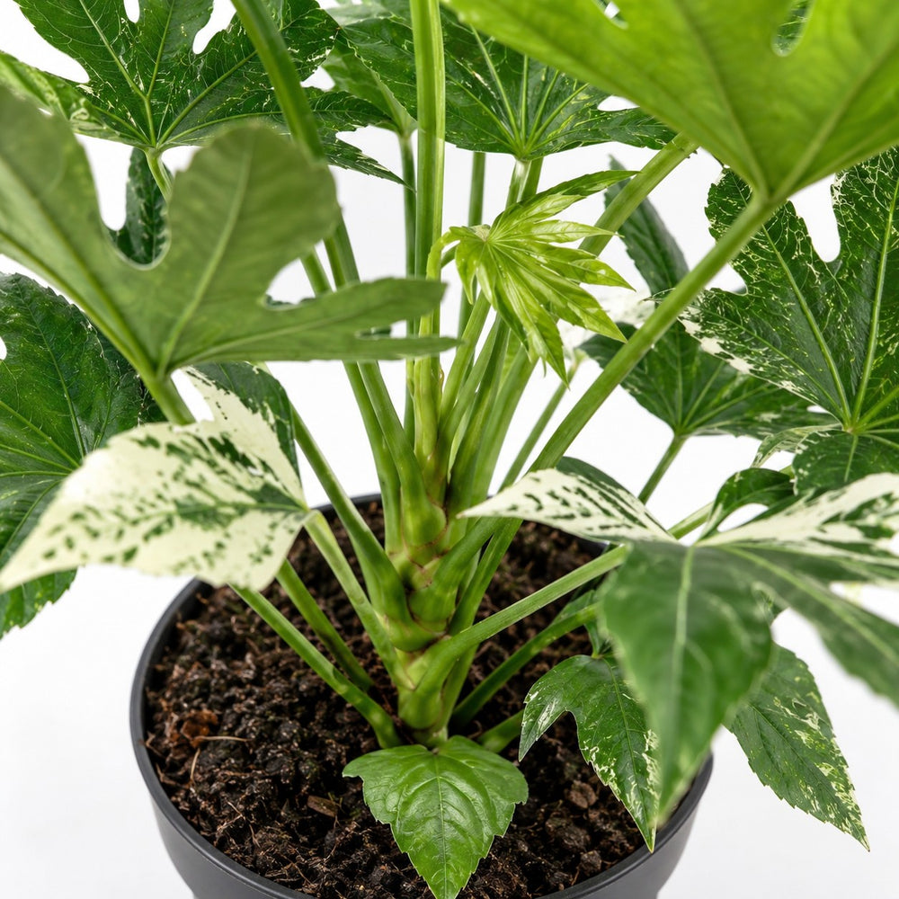 Fatsia Japonica Spider Web, Nahaufnahme Wuchs und Triebansatz
