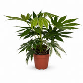 Fatsia Japonica Variegata - 60cm im Kulturtopf