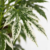 Fatsia Japonica Variegata, Nahaufnahme Blatt