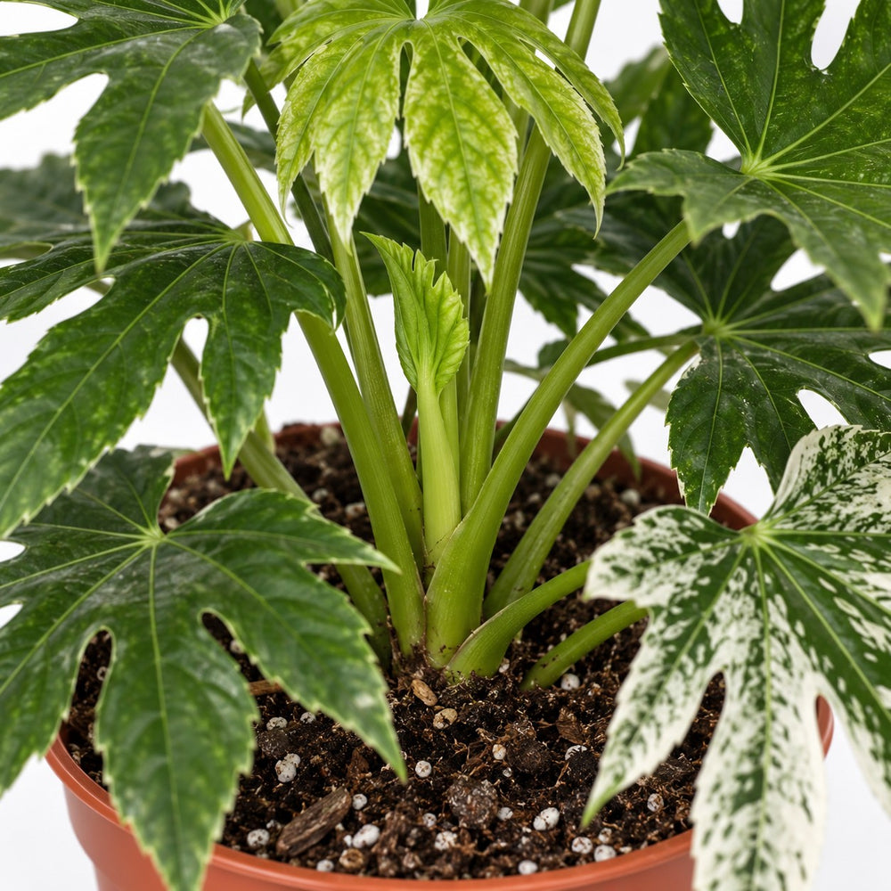 Fatsia Japonica Variegata, Nahaufnahme Wuchs und Triebansatz
