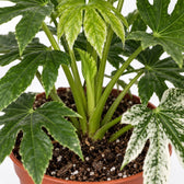 Fatsia Japonica Variegata, Nahaufnahme Wuchs und Triebansatz
