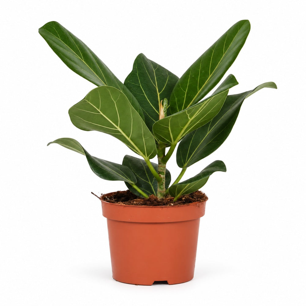 Ficus Benghalensis (25cm, Ø12cm) im Kulturtopf