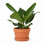 Ficus Benghalensis (25cm, Ø12cm), Stylingbeispiel im Übertopf (Übertopf nicht enthalten)