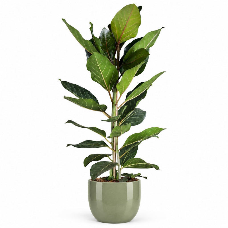 Ficus Benghalensis Joy Detail