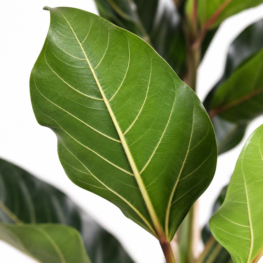 Ficus Benghalensis Joy, Nahaufnahme Blatt