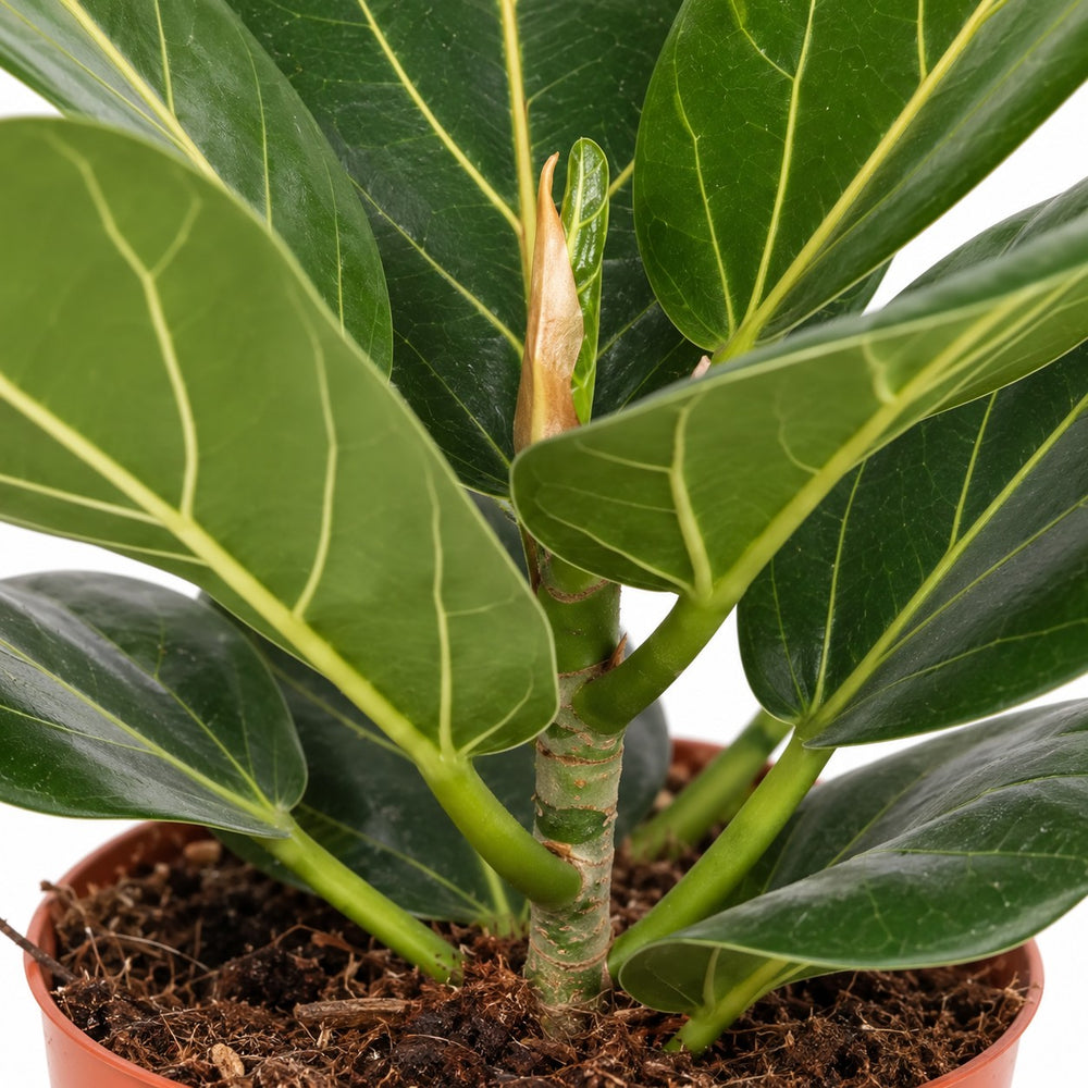 Ficus Benghalensis, Nahaufnahme Wuchs und Triebansatz