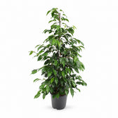 Ficus Benjamina Danielle (95cm, Ø21cm) im Kulturtopf