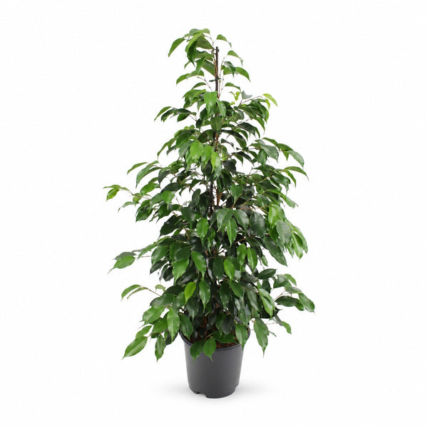 Ficus Benjamina Danielle (95cm, Ø21cm) im Kulturtopf